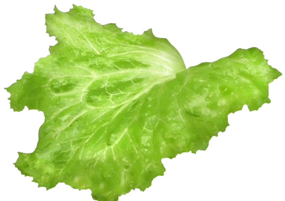 leaf-image